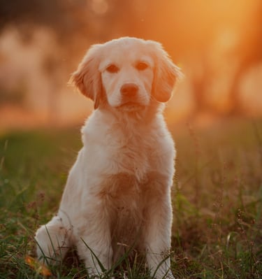 cucciolo di golden retriever al tramonto