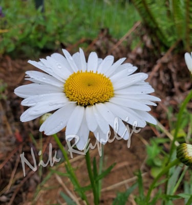 daisy with rain drops