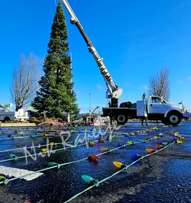 Christmas lights laid out on a parking lot, with Christmas tree hanging from a crane truck