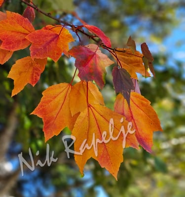 fall leaves