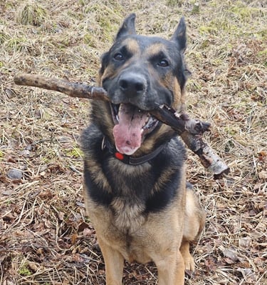 Deutscher Schäferhund mit Stock im Maul