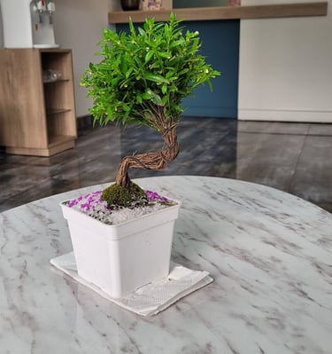 Ambiente Relajante y Moderno - Tu Dentista de Confianza en Lima