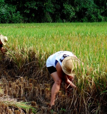 Bali farming