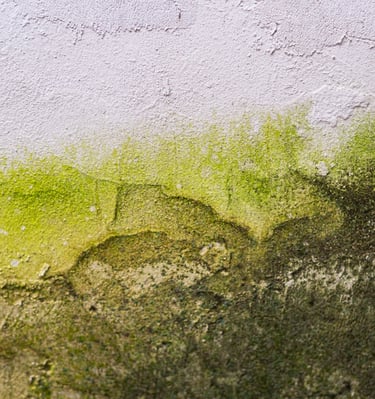 Mold damage