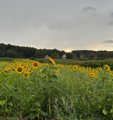 Bodenregeneration mit Begrünung