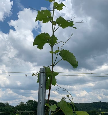 Weinrebe an einem Pfahl
