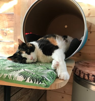 Chat se reposant dans sa chambre à la pension pour chats Un Rêve de Chat