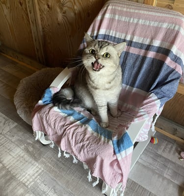 Chat dans sa chambre individuelle a la pension Un Rêve de Chat