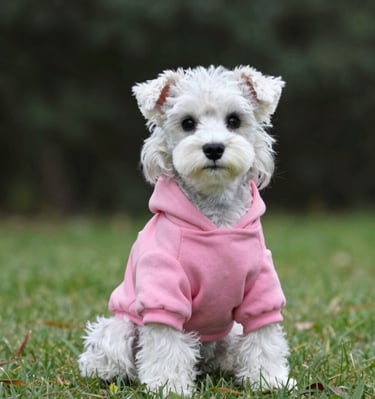 A grey and white Miniature Schnauzer puppy wearing a pink dog hoodie while sitting grass