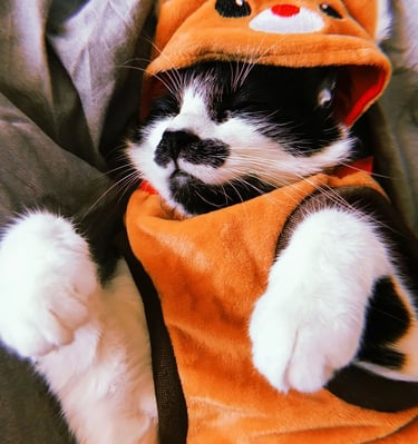Gatito con traje de ardilla