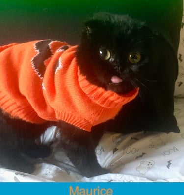 Maurice - black male Scottish Fold