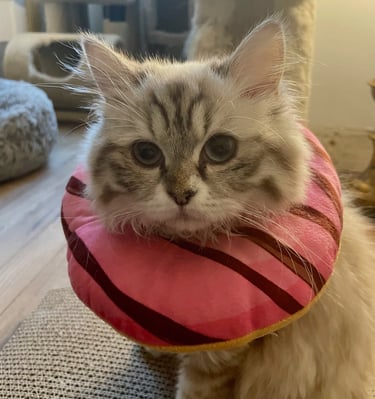 Gabriella - grey female Persian mix (adopted November 2025)