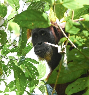 Bukit Lawang Trekking