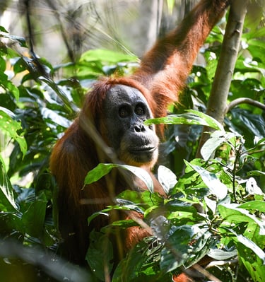 A wild orangutan with reddish-brown fur sits among lush green leaves in a tropical rainforest habitat.