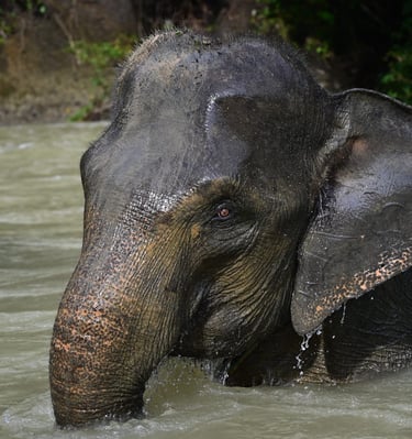 Bukit Lawang Trekking