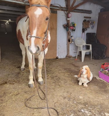 horse and basset hound