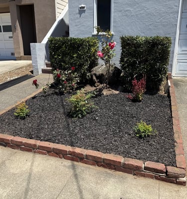 Residential landscaping with black mulch, red brick edging, and green shrubs creating a neat garden 