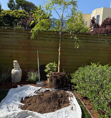 Young tree with exposed roots ready for planting in a backyard garden with fresh soil on a white tar