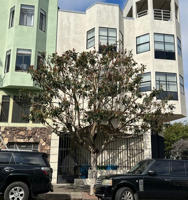 Tree installation landscaping project in San Francisco featuring a newly planted sidewalk tree besid