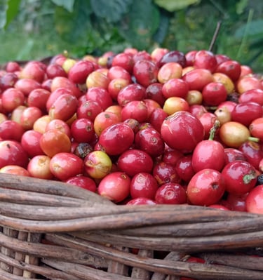 Una cesta tradicional llena de cerezas de café rojas y maduras, cosechadas de plantas de café