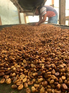 proceso de secado de granos de cafe con la especialidad honey