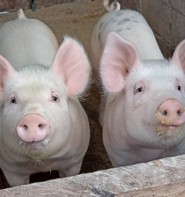 Dos cerdos domésticos de color rosa mirando hacia arriba desde un corral de madera en una granja.
