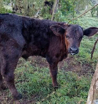 Un joven ternero marrón oscuro permanece en un campo verde de la granja