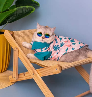 gatito acosta en una silla con lentes y camisa con palmeras