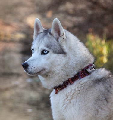 grau-weiße Huskyhündin mit blauen Augen