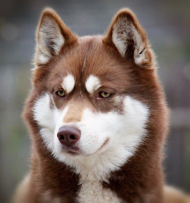 Valli of Snow Wolf Valley mit braunen Augen.