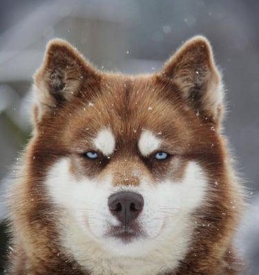 Huskyhündin Holly im Schnee