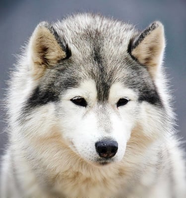 Rudelchef Gucci hält das Huskyrudel zusammen und entspannt hier gerade.