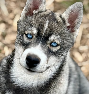 Husky-Welpe aus der Huskyzucht of Snow Wolf Valley in Dietfurt in Bayern