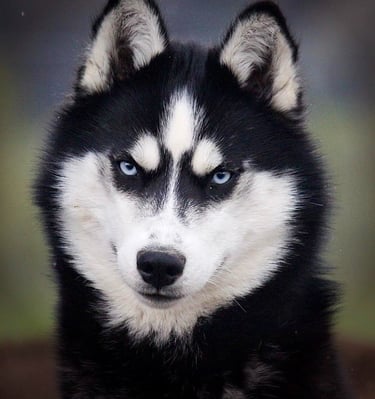 Schwarz-weißer Husky mit blauen Augen