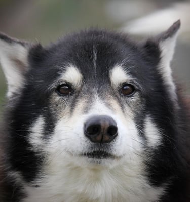 Husky-Mischling Baghira mit braunen Augen.