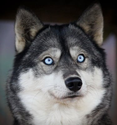 Agoutifarbene Huskyhündin Lumi mit blauen augen