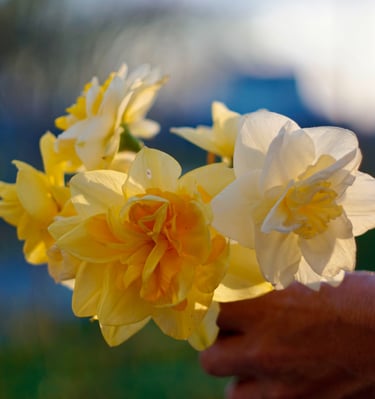 bouquet-fleurs-habay-la-vieilles-fleuriste