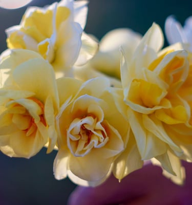 bouquet-fleurs-habay-la-vieilles-fleuriste