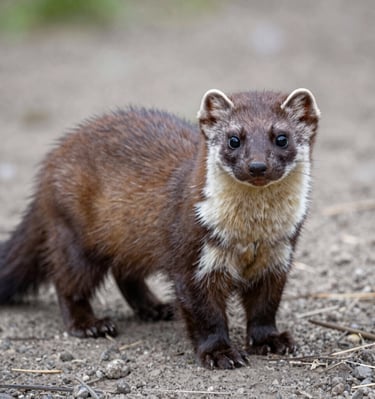 Disinfection process underway in a local bakery with fogging equipment emitting mist.