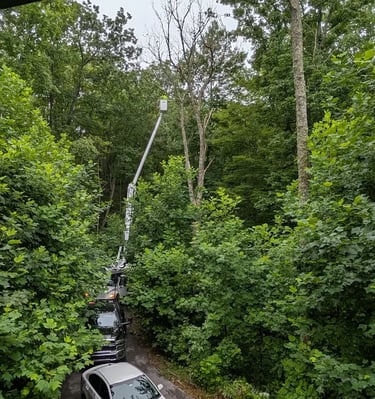 emergency tree service