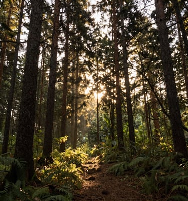 Warm sunlight streaming through a window into a welcoming consultation space.
