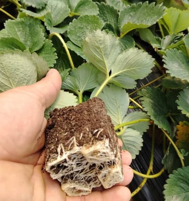 Baštovan drži zdravu sadnicu jagode koja pokazuje snažan razvoj bijelog korijena u zemlji