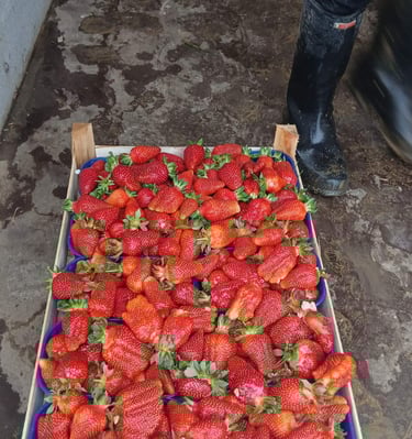 Svježe ubrane crvene jagode u drvenoj gajbi na podu farme s radnikom u čizmama