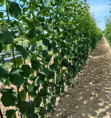 Mlada zelena stabla rastu u dugom, ravnom redu na komercijalnoj farmi rasadnika biljaka