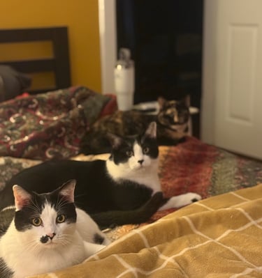 Three cats on bed