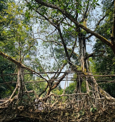 North East India Holidays by Soma Journeys