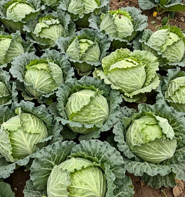 Close-up of fresh green cabbage heads neatly arranged in rows ready for distribution.