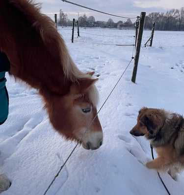A chestnut horse and a fluffy brown dog meeting across a fence in a snowy winter field.
