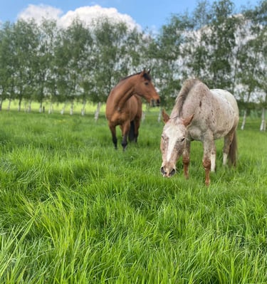 Two horses grazing in a lush green pasture with a row of birch trees in the background.