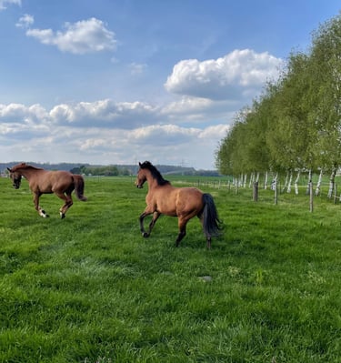 Two brown horses galloping across a lush green pasture under a cloudy blue sky near a row of birch trees.
